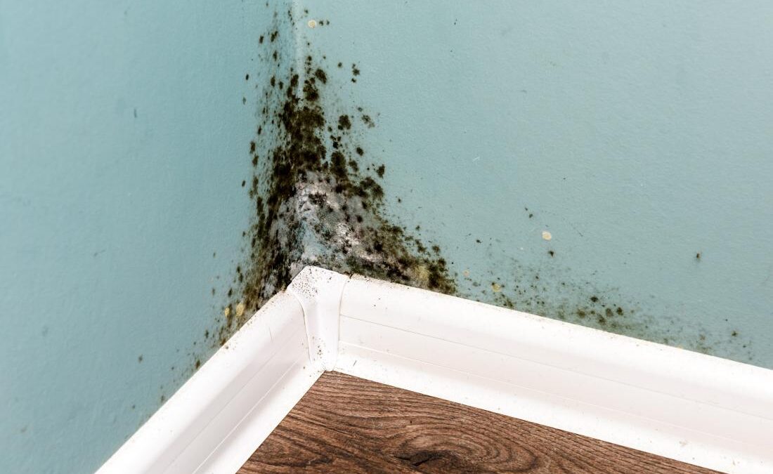 Is Mold Growth A Problem To Worry Over?