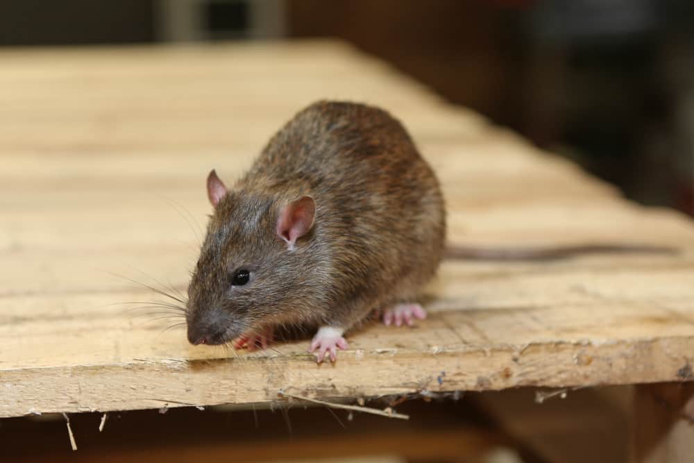The Health Threats posed by Rodents