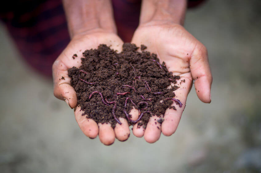 7 Amazing facts associated with vermicompost that you must know!
