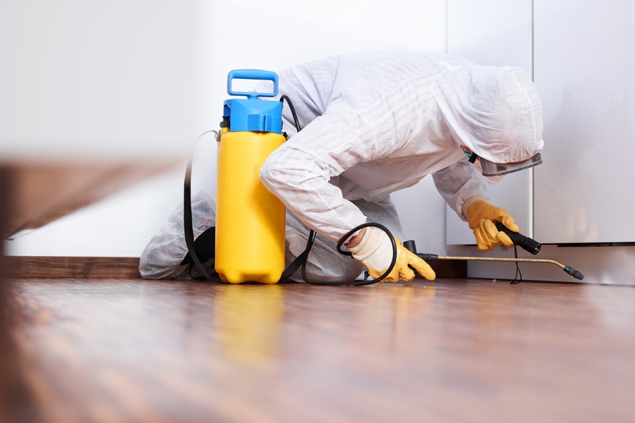 Does Your Home Feel Bugged? Top Signs You Need a Pest Control Professional