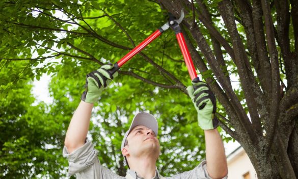 Tree Services