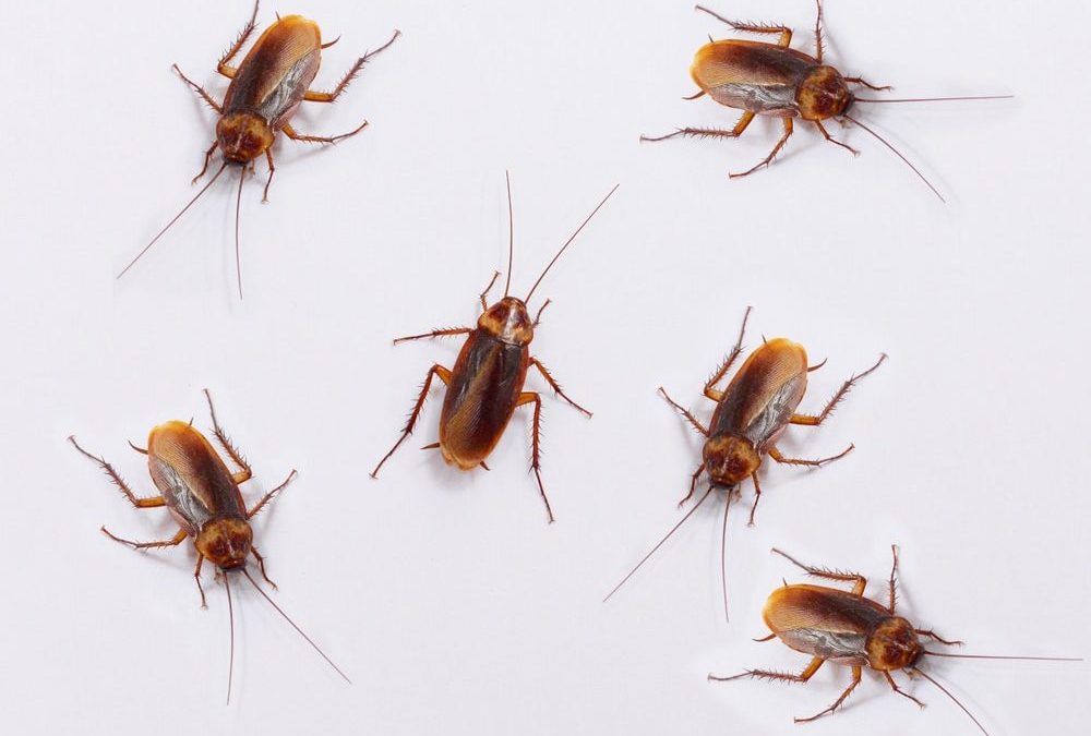 The Relation Between Pest Infestations and Humidity in Ashburn, VA