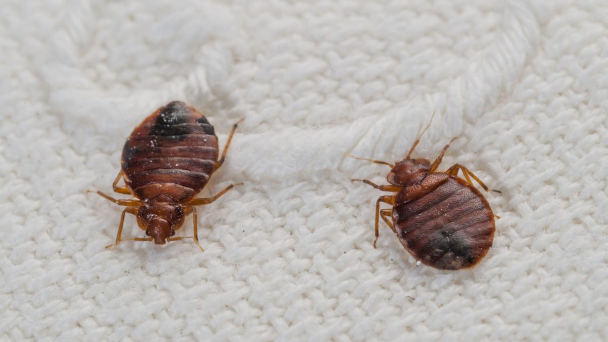 What to Expect During a Professional Bed Bug Treatment in NYC