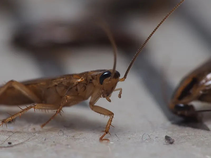 Why Rodent Problems Increase During Monsoon Season in Phoenix