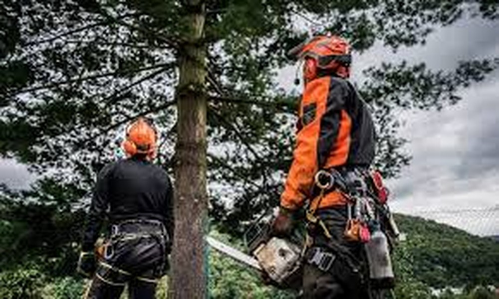 Understanding the Tree Removal Process Step by Step