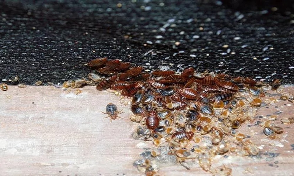Three Reasons Why Bed Bug Treatments Fail in Some Hannibal, MO Homes